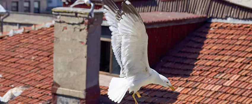 Residential Chimney Animal Removal Solution in Gladstone, MO