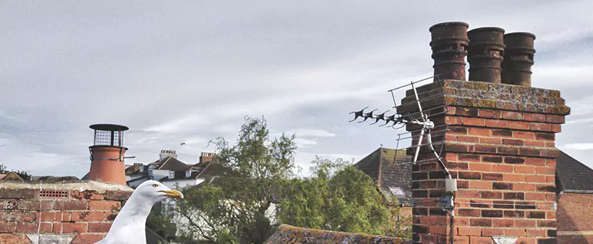 Chimney Cleaning And Restoration in Gladstone, Missouri